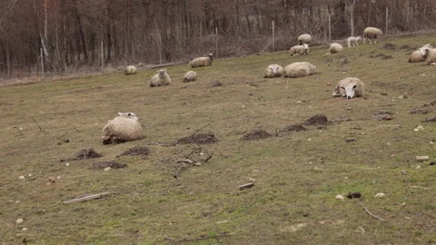 Natural environment, rural animals, grazing sheep Stock-Footage 328744341