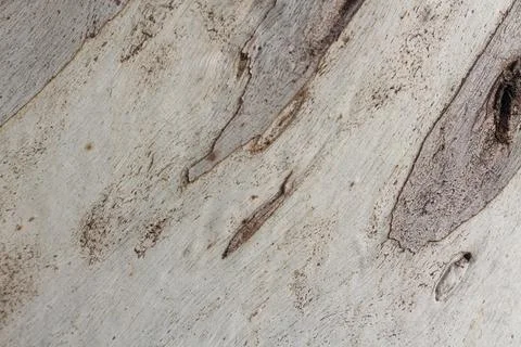 Natural Eucalyptus tree bark background in light pastel colors Stock Photos