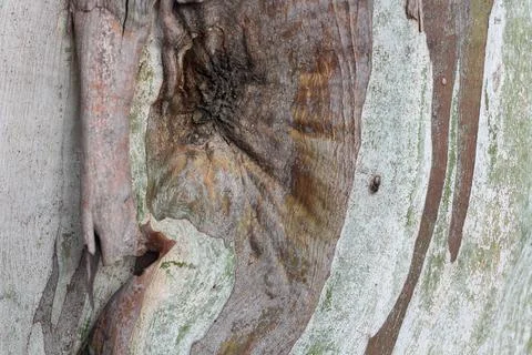 Natural Eucalyptus tree bark background in light pastel colors Stock Photos