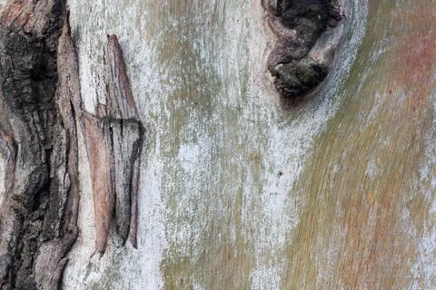 Natural Eucalyptus tree bark multi colored background Photos
