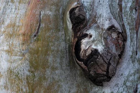 Natural Eucalyptus tree bark multi colored background Stock Photos