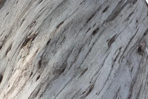 Natural Eucalyptus tree textured bark background in light pastel colors Stock Photos
