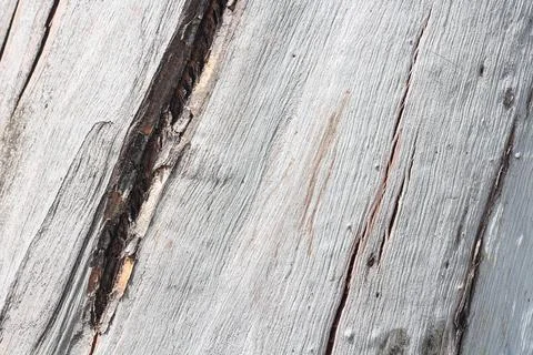Natural Eucalyptus tree textured bark background in light pastel colors Stock Photos