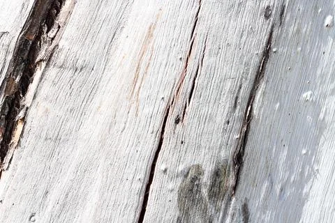 Natural Eucalyptus tree textured bark background in white colors Stock Photos