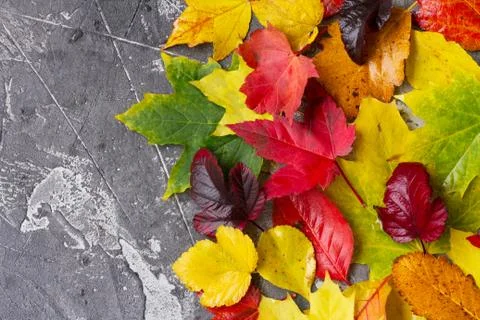 Natural fall leaves Stock Photos
