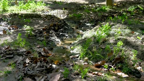 Natural farm irrigation system between leaves and wind Stock Footage 140480959