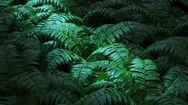Natural Fern Leaves In Dark Forest. Loop Animation. Stock Footage