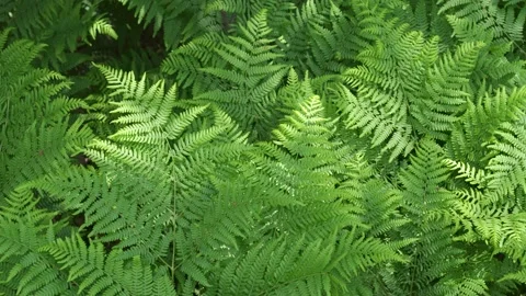Natural fern pattern. Background with young green fern leaves. Stock Footage 158155472