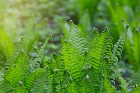 Natural fern pattern Foto stock