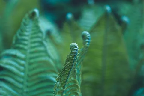 Natural fern pattern Stock Photos