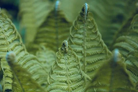 Natural fern pattern Foto stock