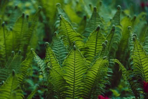 Natural fern pattern Stock Photos