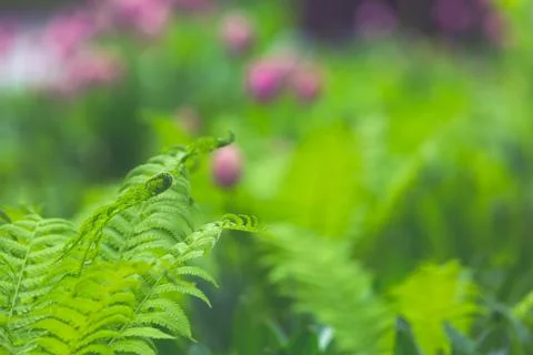 Natural fern pattern Stock Photos