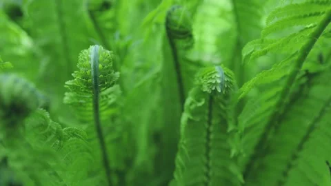 Natural ferns pattern. Beautiful background made with young green fern leaves. B Stock Footage 274211580
