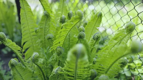 Natural ferns pattern. Beautiful background made with young green fern leaves. B Stock Footage 276890790