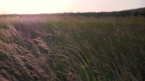 Natural field grass waving in the wind, slow motion, 4k Stock Footage 131716997