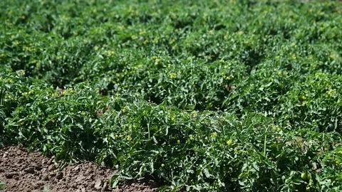 Natural field tomatoes Stock Footage 220445731
