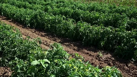 Natural field tomatoes Vídeos de archivo 221350023