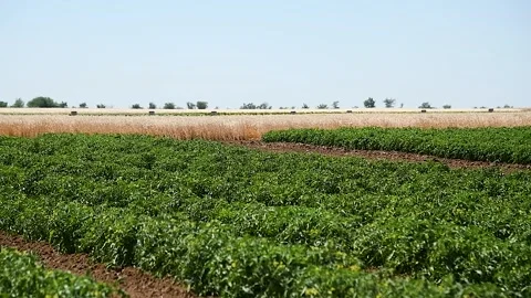 Natural field tomatoes Stock Footage 305989031