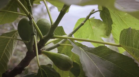 Natural figs on tree Stock Footage 38371199