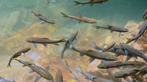 Natural Fish in emerald pool waterfall in tropical rain forest Stock Footage 186111807