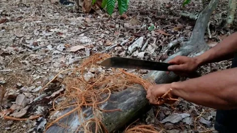 Natural fish poison Stock-Footage 159729963