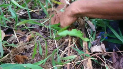 Natural fish poison Stock Footage 159730154