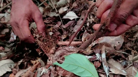 Natural fish poison Stock Footage 159730974