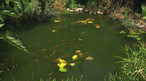 Natural fish pond Stock-Footage 53218766
