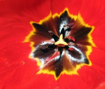 Natural flag... Stock Photos