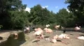 Natural flamingo birds preserve with visitors in safari boat HD Footage