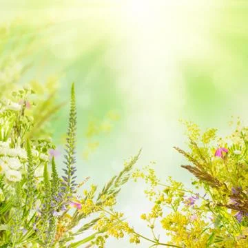 Natural floral background Stock Illustration