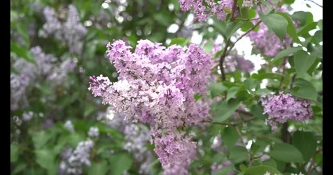 Natural floral background, soft focus, vibrant colors Stock Footage 333981041