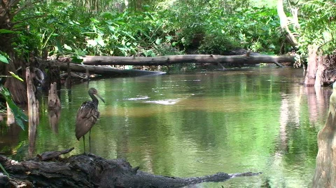 Natural Florida with Bird Stock Footage 534592
