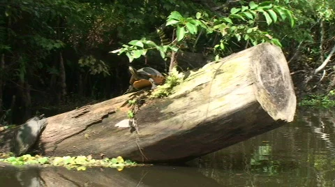 Natural Florida Stock Footage 536755