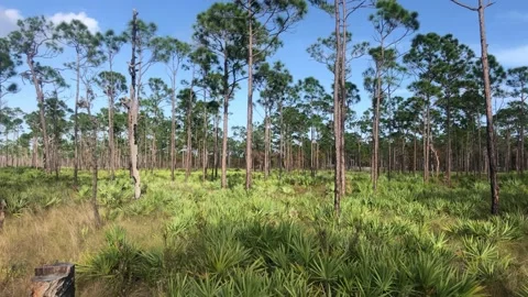 Natural Florida Pine Scrub Area 스톡 동영상 172335576