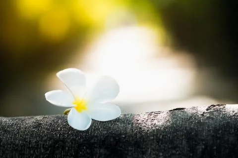 Natural flower on branch using as a background or wallpaper Stock Photos