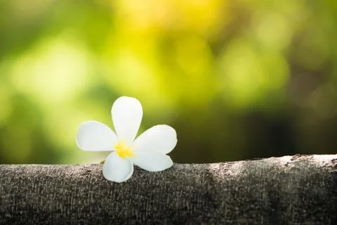 Natural flower on branch using as a background or wallpaper Stock Photos