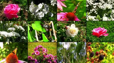 Natural flower collage Stock Footage 10896796