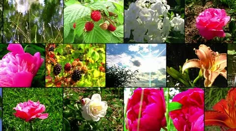 Natural flower collage Stock Footage 10914063