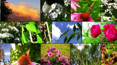 Natural flower collage Stock Footage 10918000