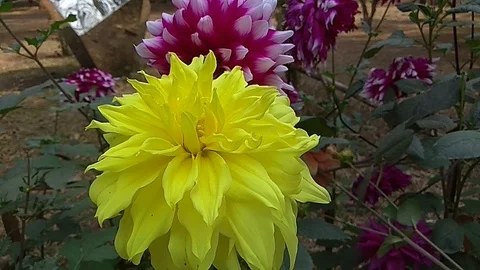 Natural Flower Stock Footage 104717229