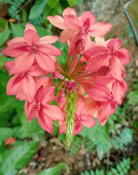 Natural flower Stock Photos