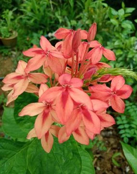 Natural flower Stock Photos
