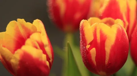 Natural flowers Видео 47879452