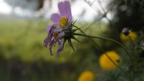 Natural Flowers Stock Footage 147112515