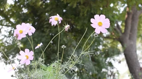 Natural Flowers Stock Footage 147112532