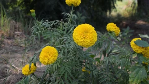 Natural Flowers Stock Footage 147112539