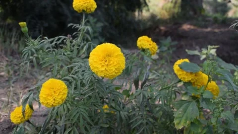 Natural Flowers Stock Footage 147112555