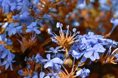 Natural flowers Stock Photos